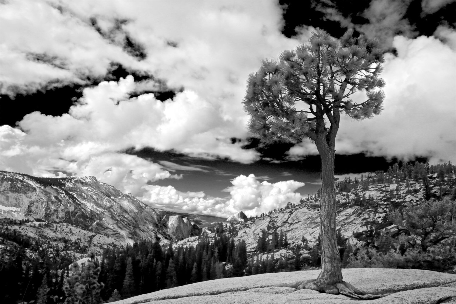 Jeffrey Pine landscape